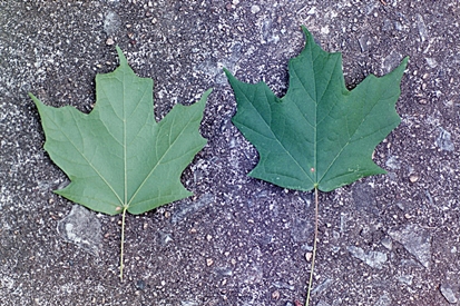 {Acer leucoderme}